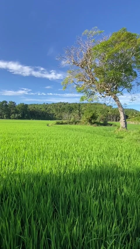 Village Stock Footage 211804337