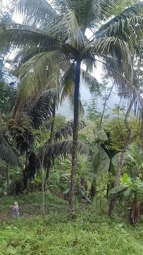 Village 스톡 동영상 232761829