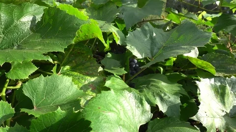 Village grape Stock Footage 74537217