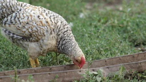 The village hen eats Vidéo 79763913