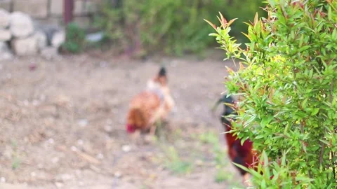 Village Hens Stock Footage 233859434