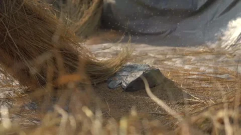 Village method of separating paddy from straws Stock Footage 270865368