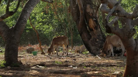 Village in Mexico Stock Footage 34332116
