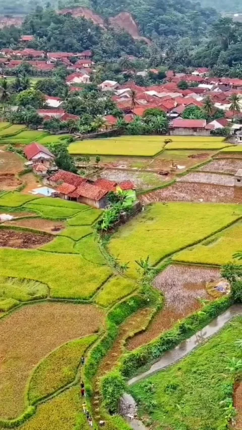 Village in the middle of the forest Stock Footage 203813742