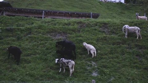 Village Mountain Sheep Stock Footage 100146490