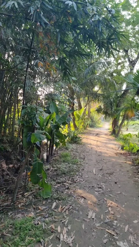 Village mud path during sunset Stock Footage 304154436