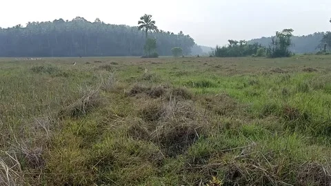 Village paddy field Stock Footage 148983449