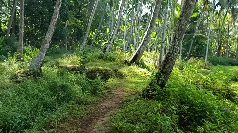 Village Path Stock Footage 141162532