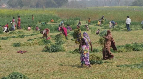 Village people harvesting wheat,Kushinagar,India Stock Footage
