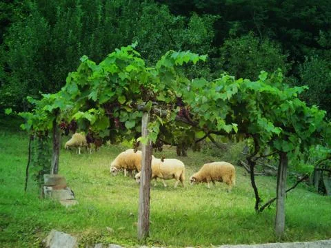 Village Foto stock