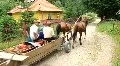 Village "Pilipets" in Carpathians HD Footage
