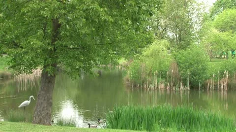 Village Pond Stock Footage 10761247