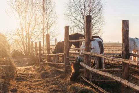 A village pony eats up the rest of the hay behind a wooden fence in the morni Stock Photos