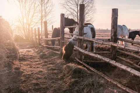 A village pony eats up the rest of the hay behind a wooden fence in the morni Stock Photos