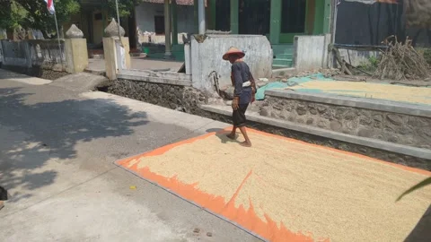 Village rice drying Stock Footage 203864862