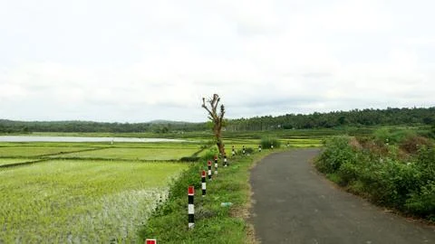 A village road through newly planted paddy field Stock Photos