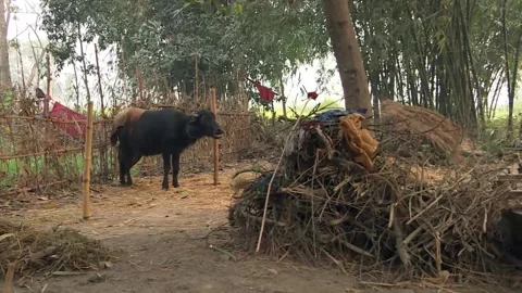 Village scene of rural India.Stock Footage