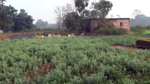 Village scene of rural India.Stock Footage