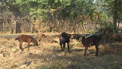 Village scene of rural India.Stock Footage