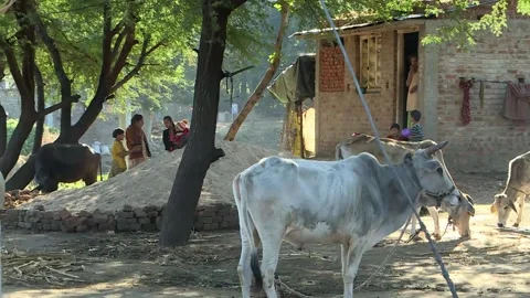 Village scene of rural India.Stock Footage