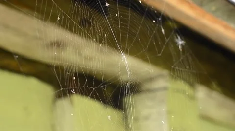 Village spider web at sunlight Stock Footage 59086536