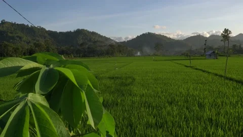 Village surrounded by rice fields and hills Stock Footage 230541231