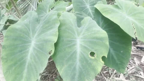 Village taro tree Stock Footage 212444315