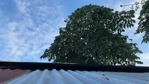 Village Tree Over Rooftop With Wind Sound Stock Footage 324943336
