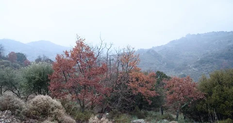 Village trees Stock Footage 125956484