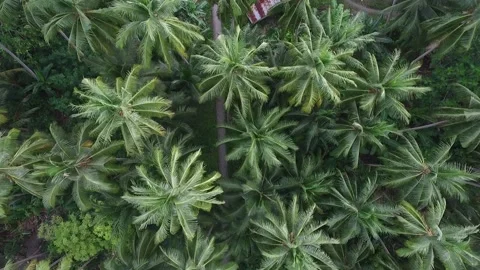 Village view with coconut trees Stockbeeldmateriaal 219599650