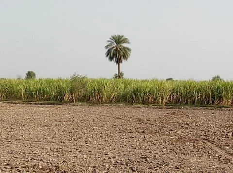 Village view with dates tree Stock Photos