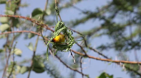 Village Weaver, ploceus cucullatus, Male working on Nest, Bogoria Park in Kenya Stock Footage