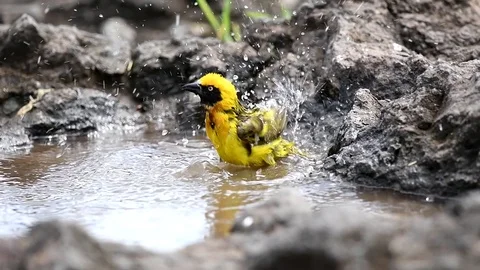 Village Weaver Spraying water while bathing at the edge of a pool . Ngorongoro  Stock Footage 116420242