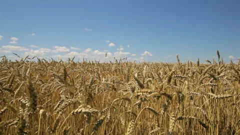 Village wheat field Stock Footage 102174575