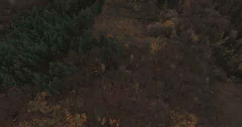 Village in the woods Stock Footage 82648383