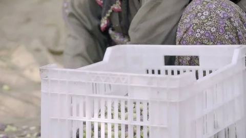 Villager Selecting Olives to Make Extra Virgin Olive Oil Video stock 76518543