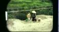 Villager Walks Near FIREBASE Vietnam War 1968 (Vintage GI Home Movie Film) 6479 HD Footage