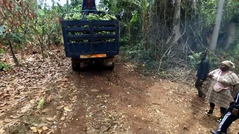 Villagers following a banana's truck in forest Stock Footage