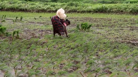 Villagers working on race field Stock Footage 78673552