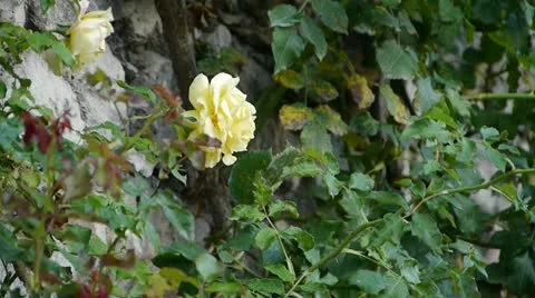 Villandry1 Video stock 10969833