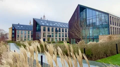 Vilnius. Reed grass against the backdrop of a new residential area. Stock Footage 297716077