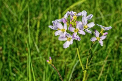 Vilolet flower 스톡 사진