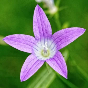 Vilolet flower Stock Photos