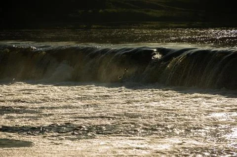 Vimba fish jumps, flies by the waterfall Foto stock