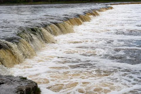 Vimba (Vimba vimba) fish jumping over waterfall on the Venta River, Kuldiga.. Stock Photos