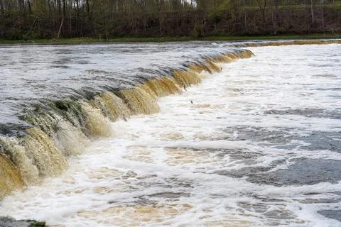Vimba (Vimba vimba) fish jumping over waterfall on the Venta River, Kuldiga.. Foto stock