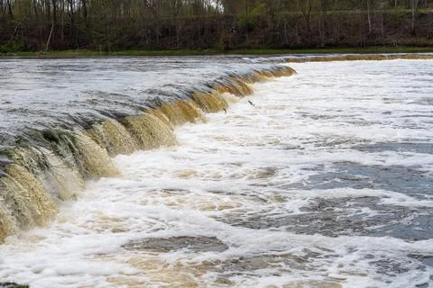 Vimba (Vimba vimba) fish jumping over waterfall on the Venta River, Kuldiga.. Stock Photos