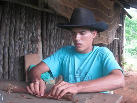 Vinales, Cuba, August 12, 2012: Cuban guy doing typical Cubano cigars. In a f Stock Photos