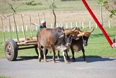VINALES, CUBA- JANUARY 28, 2013: The Cuban peasant goes on the way to the veh Stock Photos