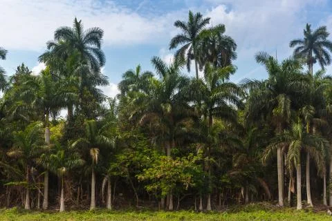 Vinales, Cuba Stock Photos